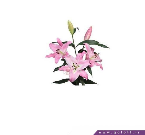 گل لیلیوم اورینتال آپوگی - Lilium oriental | گل آف
